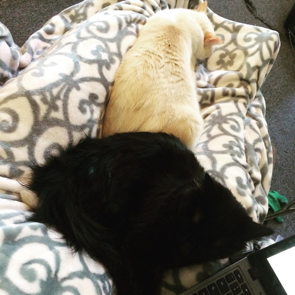 cat1