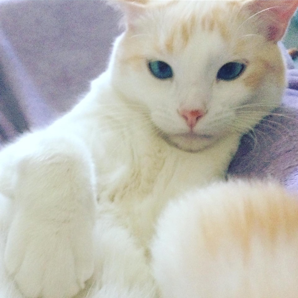cat4